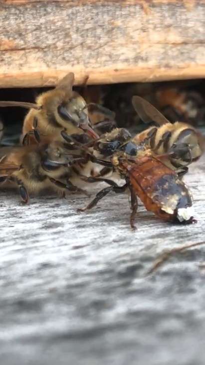蜜蜂身沾蜂蜜剩一口氣　4同伴撲上「即刻救援」拉回牠生命