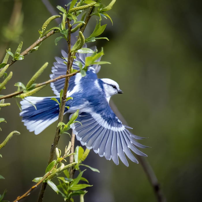 是鳥中艾莎！絕美山雀有「冰川藍」渲染羽毛　仙氣十足本身就像幅油畫～