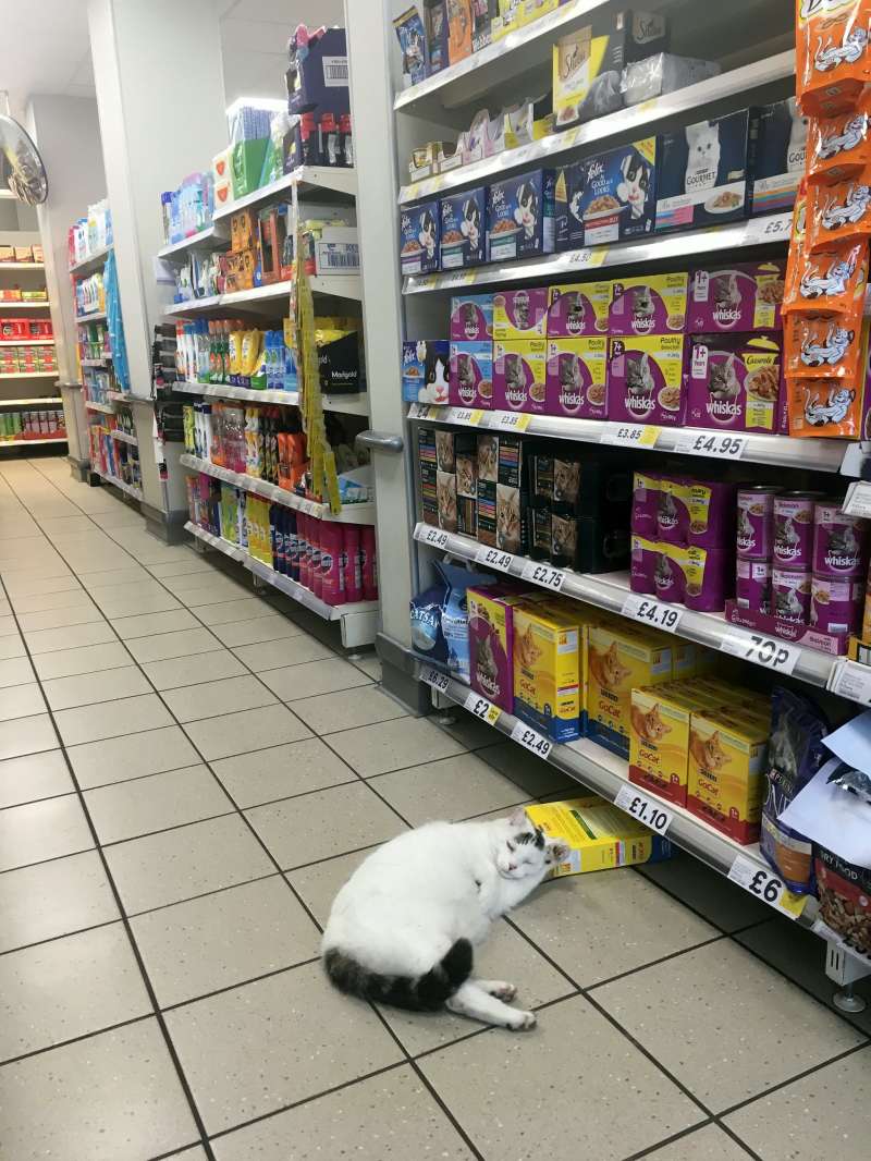 肥喵進超市「偷貓糧」就睡了　醒來臉很臭：什麼時候伺候朕用膳？