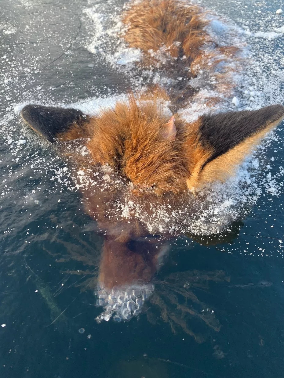 狐狸游泳到一半遭「急凍冰封」！　飛機耳+鼻噴氣泡展現最後的掙扎