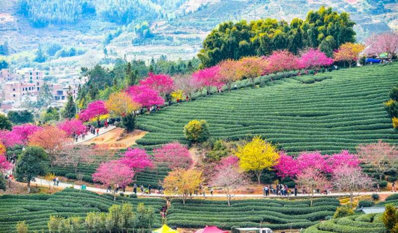 找到去中國的理由！　令人想瘋狂按快門的「櫻花花海」　外媒也讚嘆：地球上最美的景點