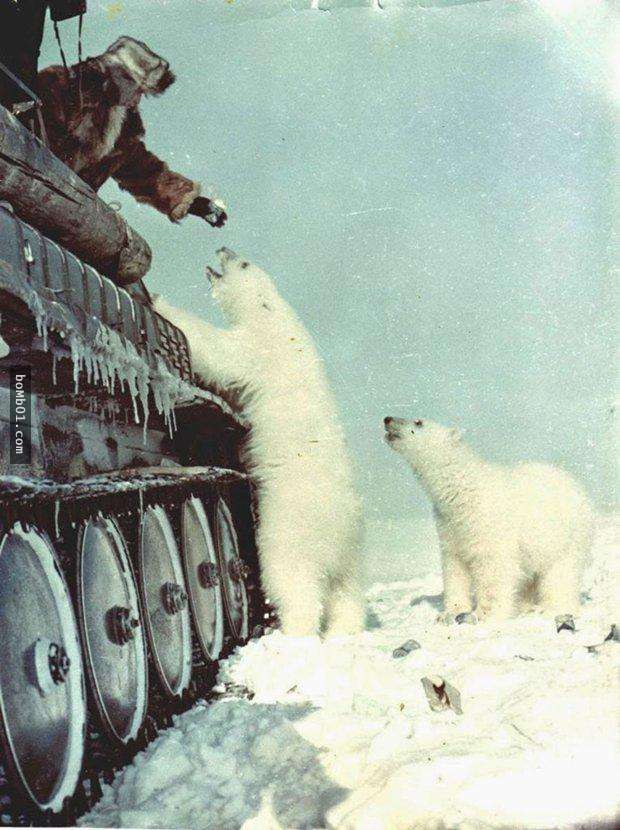 蘇聯軍人遇到北極熊一家時只是做了「這個動作」，之後他們竟然展開一段神奇的友誼…