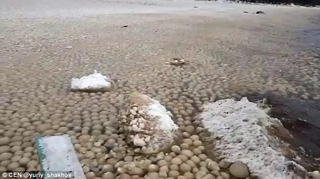俄羅斯海岸出現「密密麻麻的巨大冰球」超壯觀，但生態學家一看就說：很悲哀！
