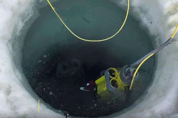 科學家挖洞拍攝「結冰底下的南極」　「異世界景觀」讓網友紛紛屏息
