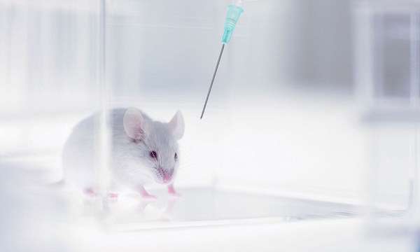 得了失智症必死？　醫界研究重大突破　成功治癒老鼠的阿茲海默症