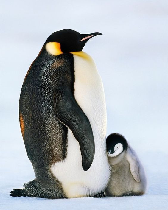企鵝寶寶可以站著睡覺？　一系列「睡搞搞萌照」讓大家更愛企鵝啦