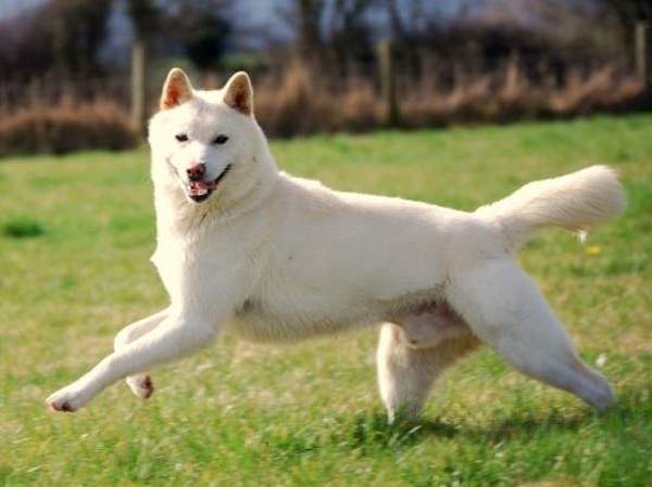 韓國珍島犬教「太崇拜狗狗」自認是狗的奴僕，為了狗「活活打死小孩」震撼韓國社會！