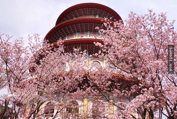 準備好迎接台灣櫻花季的人看這裡，「全台15個人氣賞櫻地點」保證讓你看櫻花看到爽！