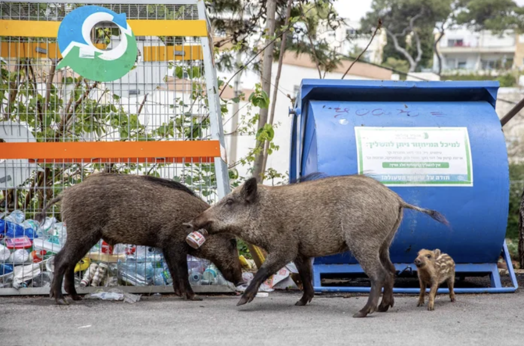 野生豬豬來囉！　以色列隔離期間「城裡到處是野豬」　牠們爽逛街「吃完飯睡午覺」：好愜意～