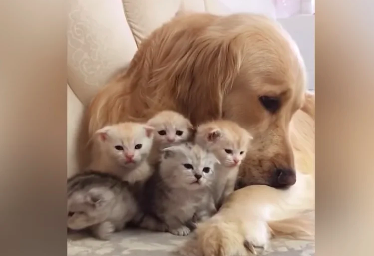 金金把拔愛上「單親貓媽媽」　把5隻奶喵「當自己孩子養」：最幸福大家庭！