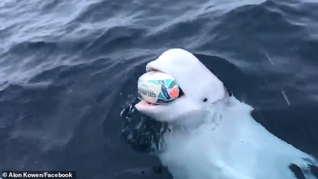 船員幸運遇到「超愛跟人類玩的白鯨」　牠玩傳接球超嗨：再丟給我～