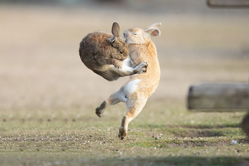 啊達達達！攝影師神準捕捉「兔兔飛踢」　下秒「高手過招」網看呆：是功夫兔！