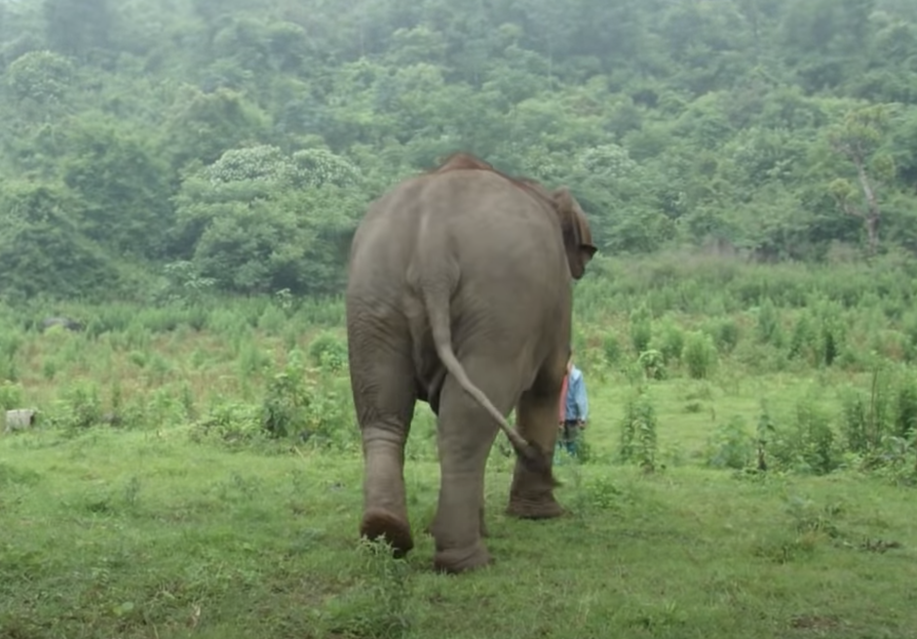 大象從小「全身纏鐵鍊」被救援　牠回歸野外「燦笑舉鼻歡呼」：終於自由了！