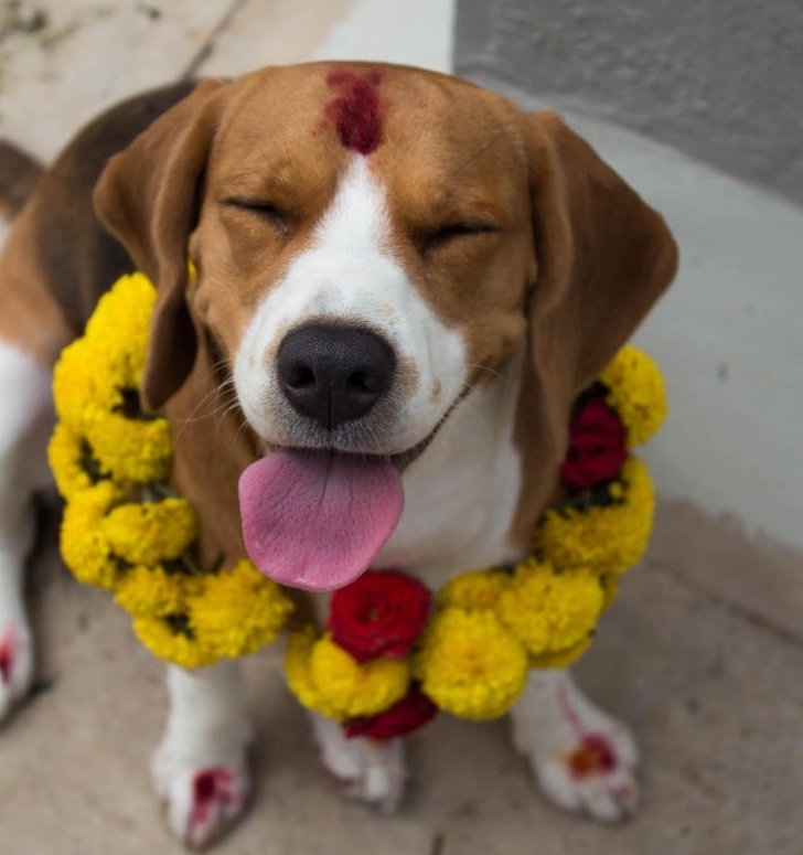 尼泊爾「感謝狗狗日」警犬、浪浪一起寵　超療癒節日全球羨慕：一定要跟進～