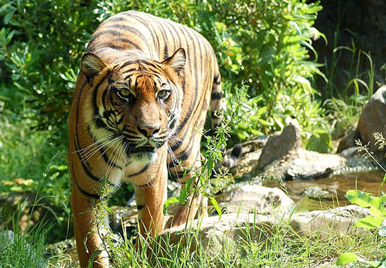 世界老虎日！印度老虎保護「12年翻2倍」　全球野生老虎存活就靠牠們！