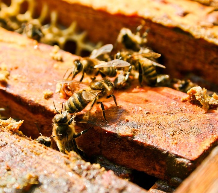 專家一致認同「世界最重要生物」不是家禽是蜜蜂　「已消失90%」警告：人類會無法生活