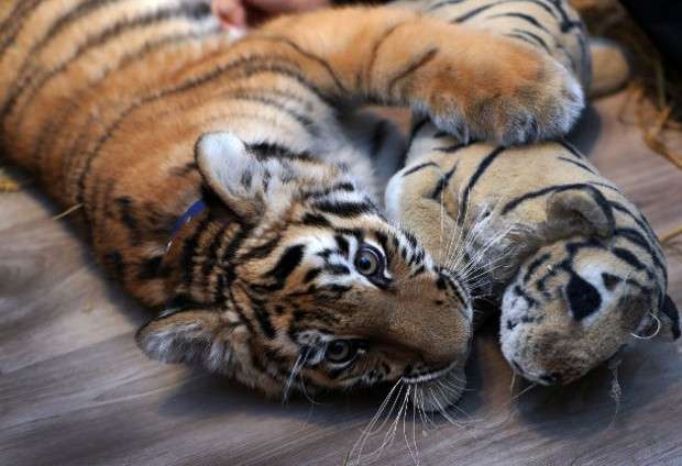 不捨小老虎被安樂死…　她把老虎寶寶帶回家養　從兇猛野獸變「黏人大貓」畫面激萌