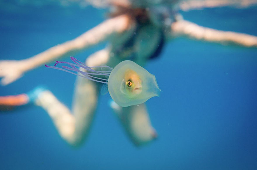 是在開潛水艇？　萌魚「游進水母肚子」還能控制方向　專家：牠是請水母當保鏢