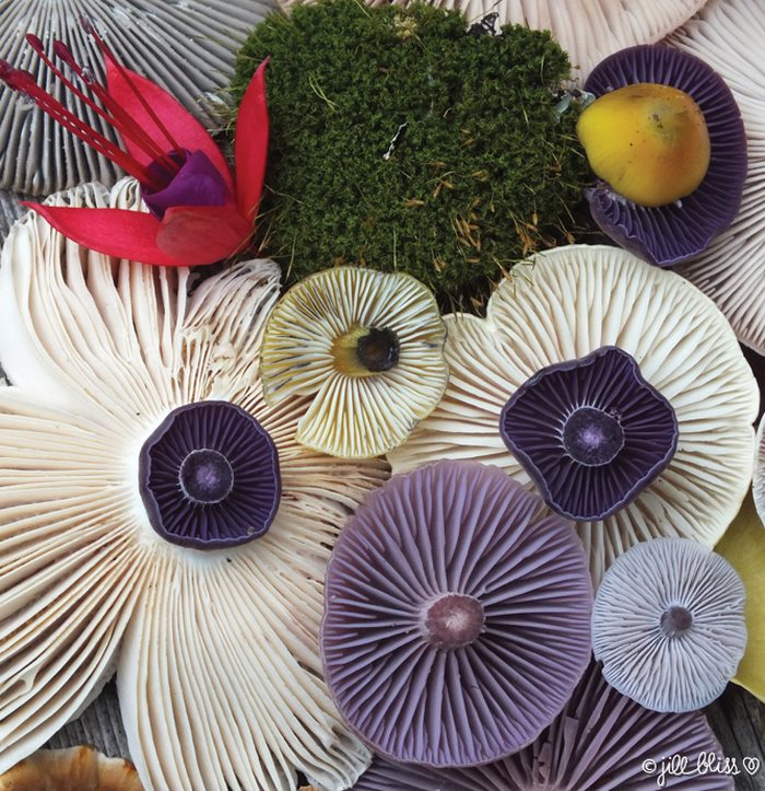 她收集菇菇「在草地上擺盤」　成品超讓人驚艷：比花朵還美！