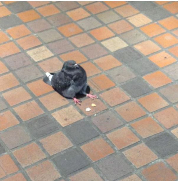 日本網友在人行道發現一隻「呆坐小胖鴿」覺得略有違和感，看清牠的「大叔坐姿」後立馬笑噴！