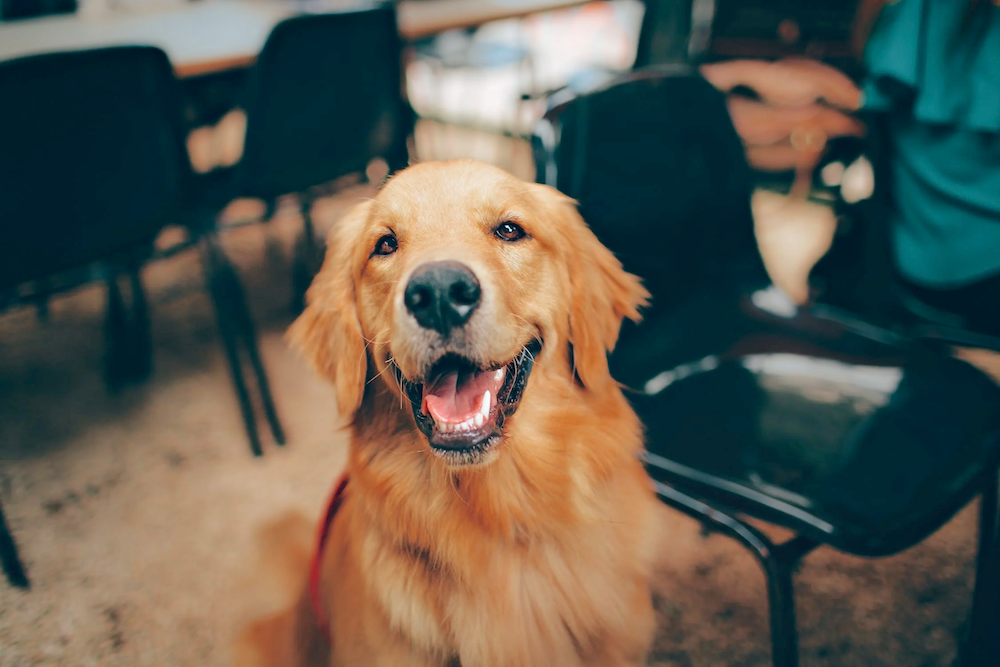 愛犬患上腎衰竭只剩幾星期可活！飼主餵牠炸雞爽過最後時光　結果竟又活3年