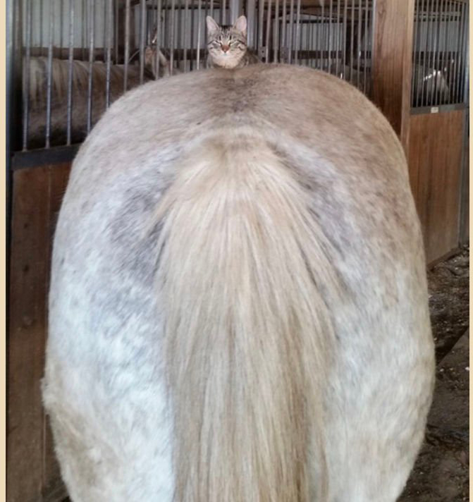 愛貓失蹤！飼主3年後「滑臉書」找到蹤跡　傻眼：怎麼在騎馬馬？