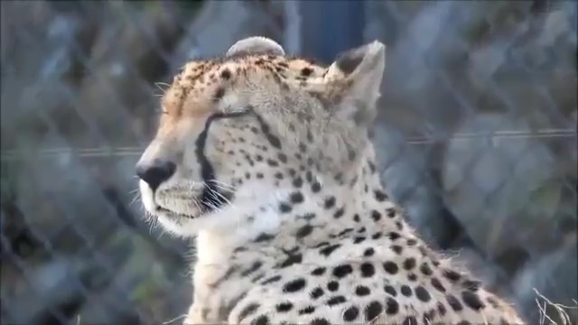 優雅獵豹睡著「流口水還牽絲」　牠醒來直接裝傻：剛才什麼事都沒發生！