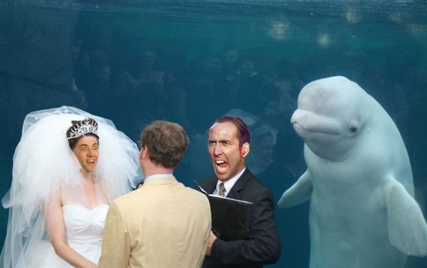 「小白鯨見證結婚」溫馨一幕卻變改圖潮　 PS大神紛紛出手：愛人結婚了新娘不是我～