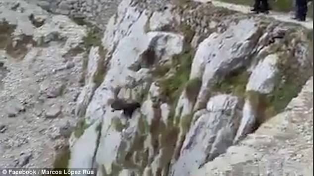 登山客霸凌野豬！7名男子包圍一隻野豬逼到懸崖，還說：再用力一點讓牠掉下去！（內有影片）