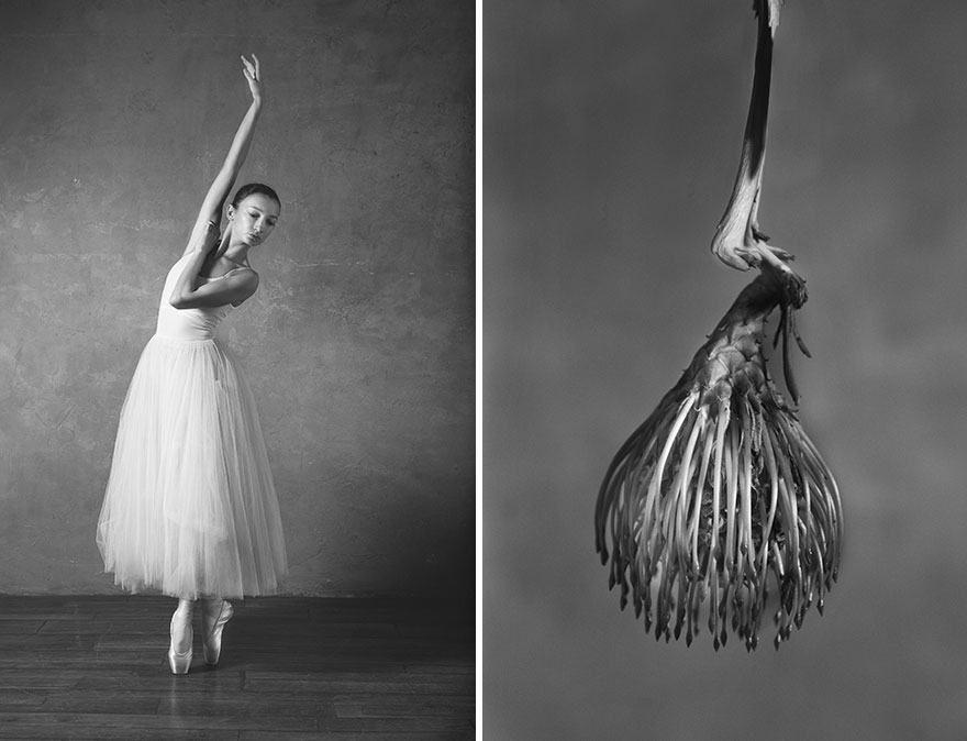 從大自然領悟到舞蹈之美～　攝影師「芭蕾舞＝花朵」對比圖展現超高相似度