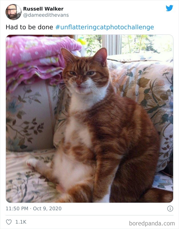 真D不可愛！網上發起「貓咪醜照貼圖大賽」　網噴笑：怎麼這麼多醜貓咪～