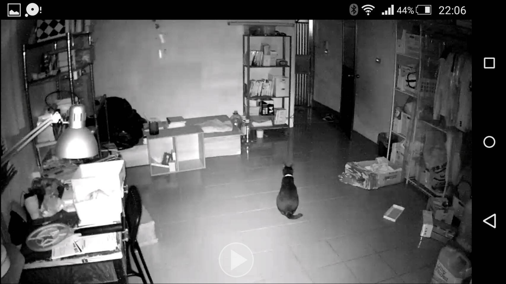 旅日網友開監視器看愛貓　一個背影讓他淚崩：想買機票衝回來！