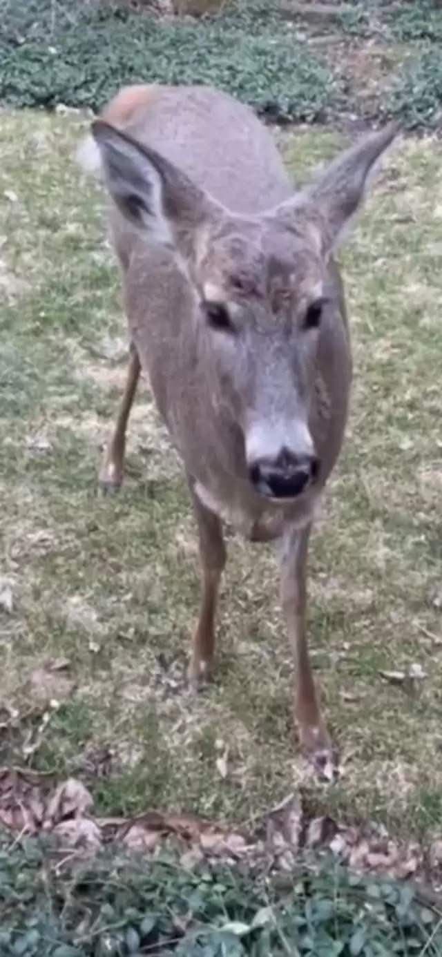 一隻母鹿悠閒走入後院！　隔天「有4隻離開」她驚：當產房了