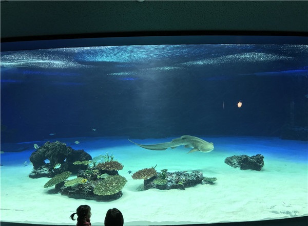 1235條魚暴斃！日本水族館一個失誤「導致巨型水缸裡的魚死掉9成」，遊客現在進去一看都愣住…
