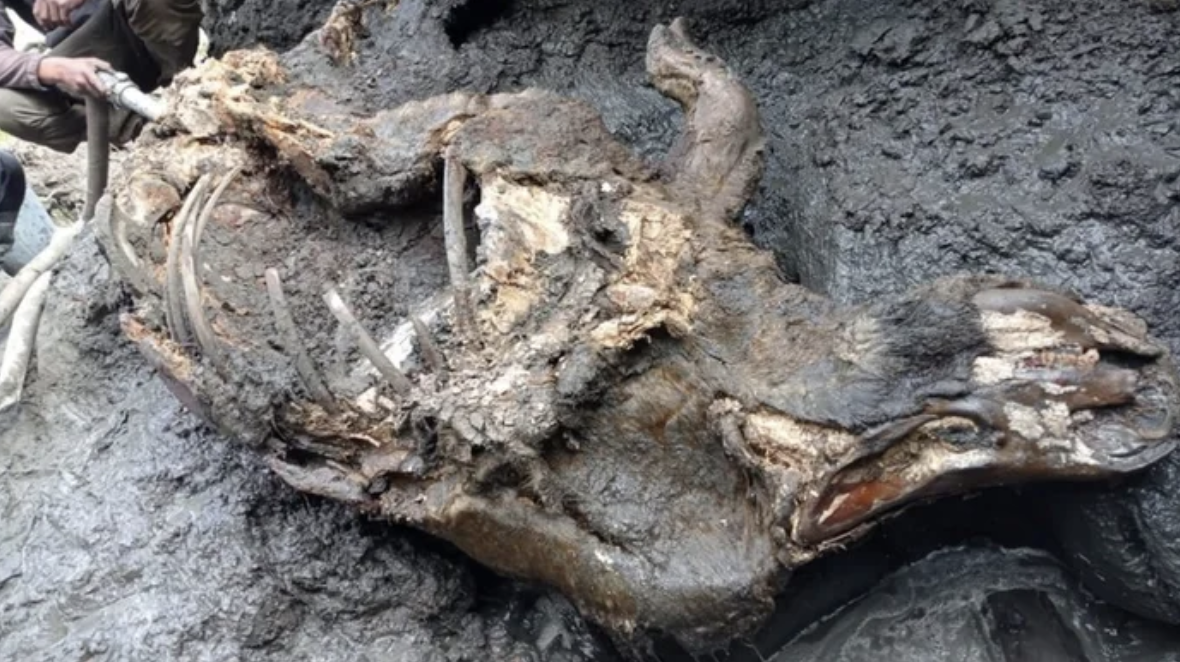 冰河融化現出「罕見史前生物」　深埋萬年「披毛犀」露真面目：80%完好！