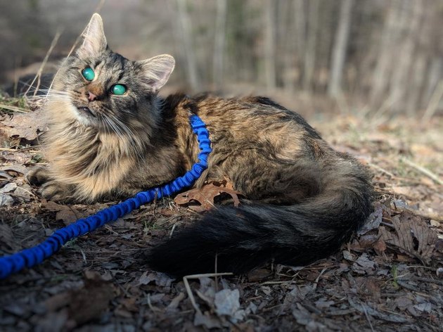 貓咪是世界上最優雅生物！　20隻絕美「喵界超模」展現超強氣場