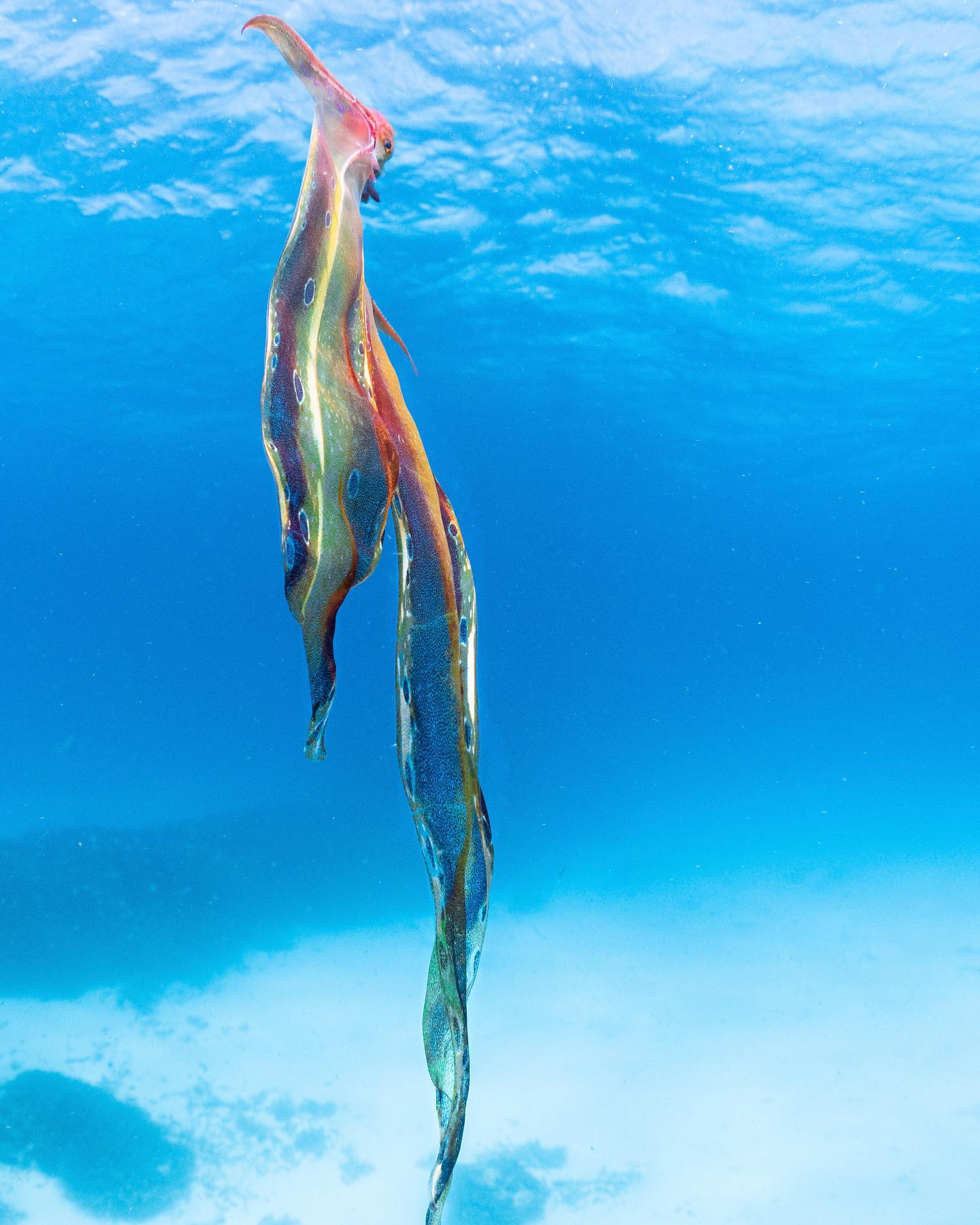 潛水遇到「絕美彩色海帶」！　他靠近一看狂喜：竟是稀有海洋生物