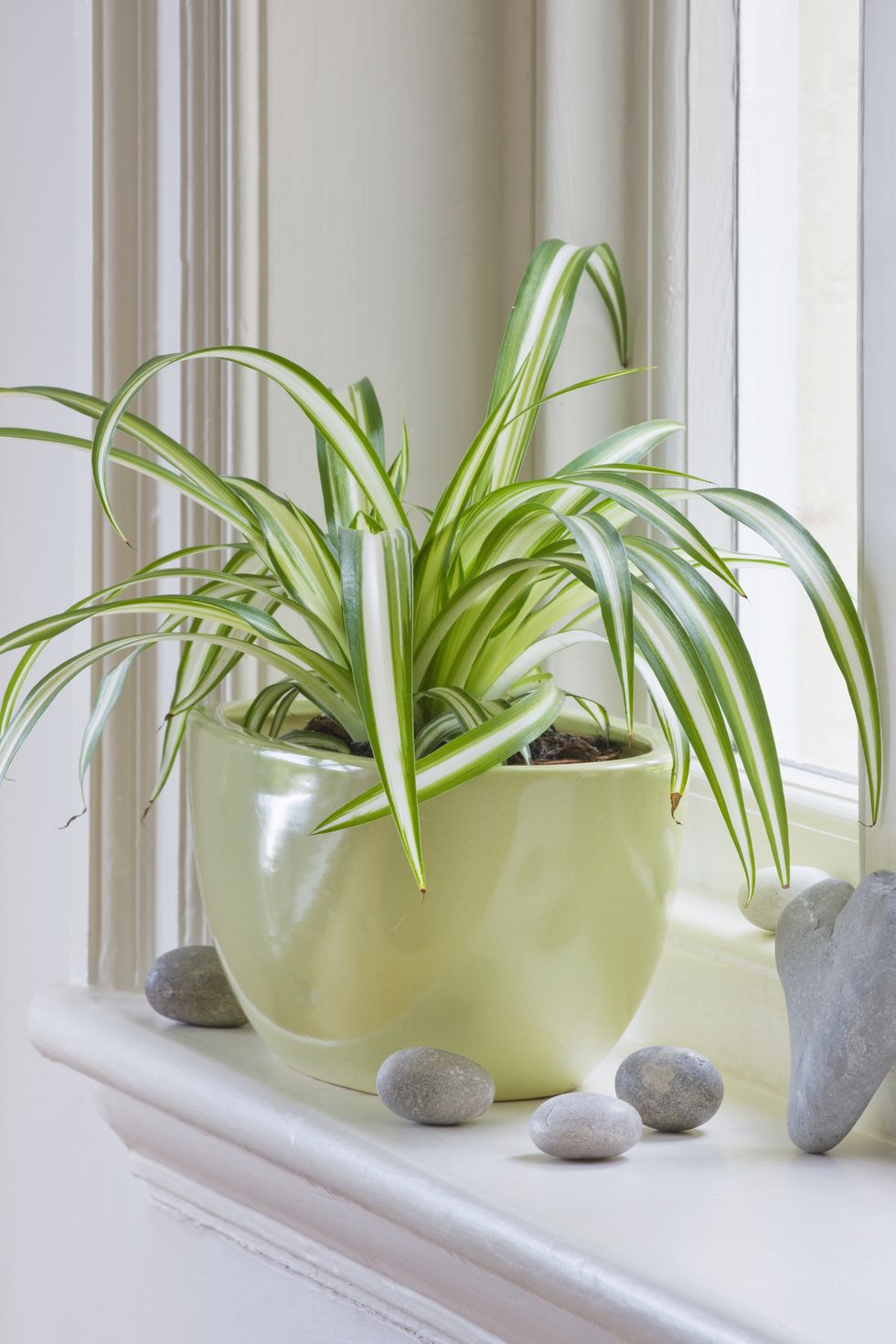 不必佔用陽台了～　30種「在室內也能活很好」的好養植物