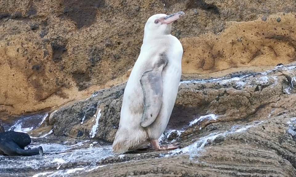 極地小天使！　厄瓜多發現超稀有「純白企鵝」　專家超驚喜：小島上史上第一隻！