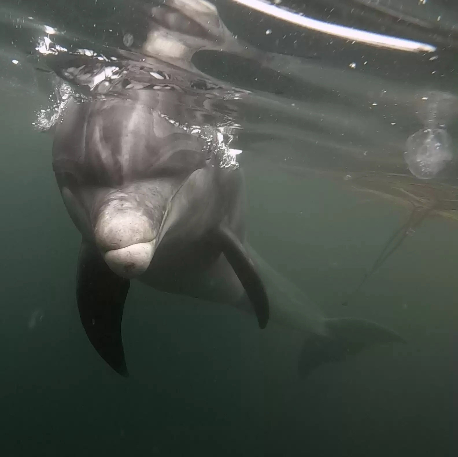 水中的小狗！野生海豚把潛水員當朋友　竟跟他「玩拋接」：再來玩呀～