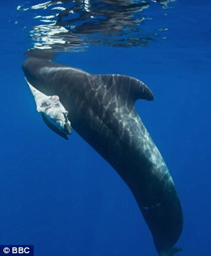 兇手又是人類…鯨魚寶寶喝毒奶死掉了，鯨魚媽媽無法接受只能「銜著屍體游好幾天」！