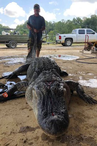 存活近百年！獵人捕獲4米長巨鱷　肚內竟發現「8000年神秘古物」