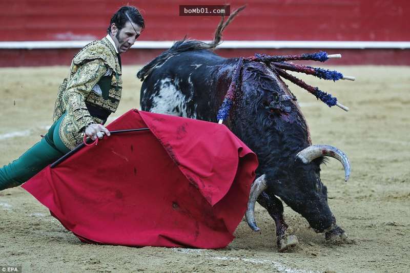 這個被公牛嚴重傷害的鬥牛士痊癒後不怕死再上場，結果公牛這次讓他的「眼珠」飛出來！