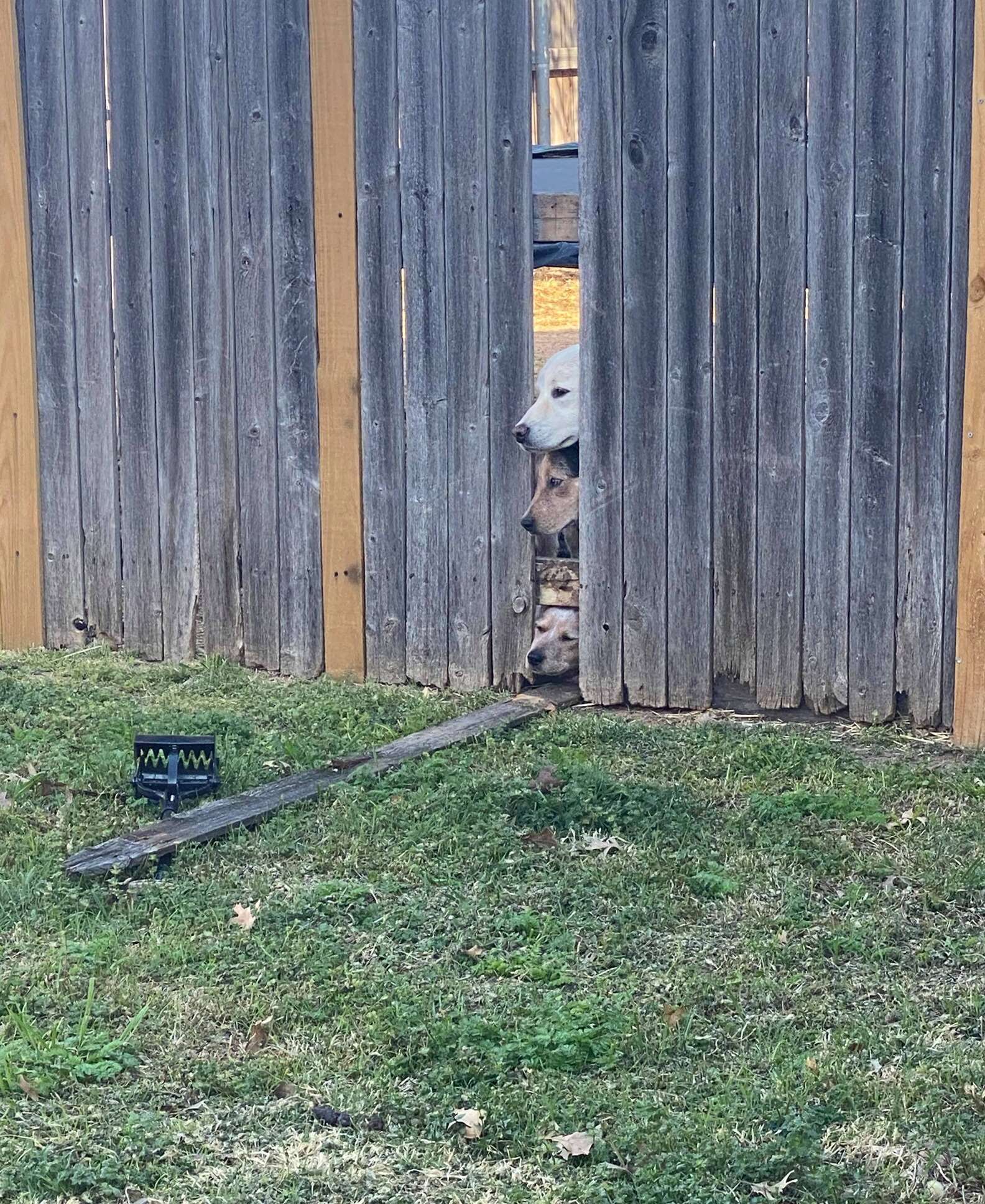 想跟隔壁朋友玩！狗狗拆柵欄「越獄」被抓包　下秒表情超失望：呿～