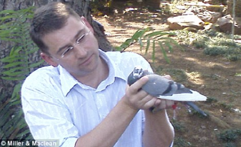 不要小看鴿！南非實測「飛鴿傳檔」　竟快過當地網路