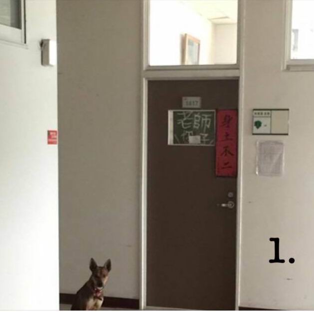 屏東大學流浪狗被校方人員追趕竟「跳14樓慘死」，校內愛狗師生聽聞經過指出「事有蹊蹺」！
