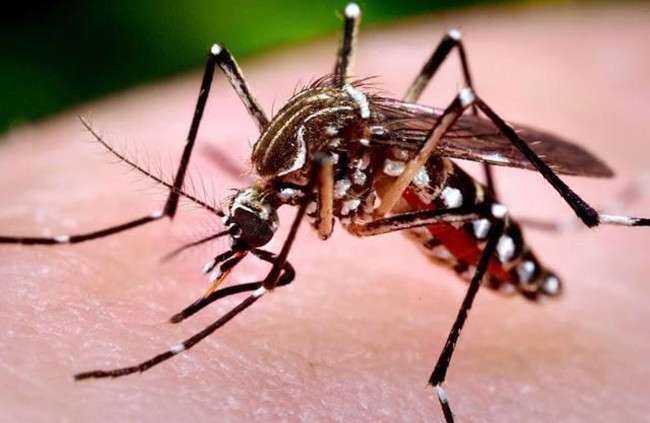 蚊子被證實是「俗辣」！　不用蚊香也能對付　直接「嚇牠」就不敢靠近咬你了