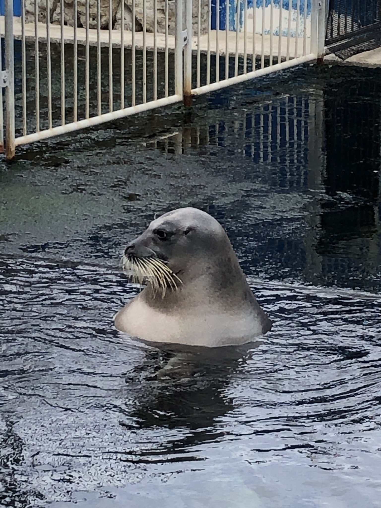 水族館海豹集體開啟「耍廢模式」　超認真泡澡的模樣逗笑網友：一群大叔