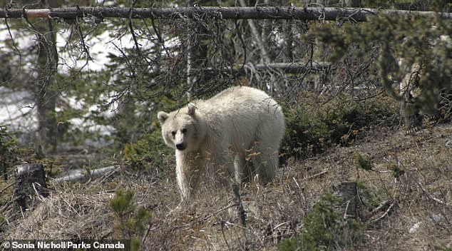 真的是灰熊？罕見「雪白皮毛灰熊」現身　學者：40年來從未見過！