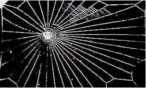 NASA測試蜘蛛在「嗑藥後織網」會變怎樣，結果發現牠們也會變得「High到掛」…
